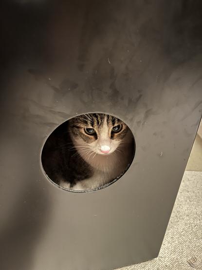 Abgebildet ist die schwarze Rückseite eines Cajons, aus deren Schallloch eine junge Katze (mit weißer Brust und Schnauze sowie schwarzbraun getigerter Stirn) schaut.