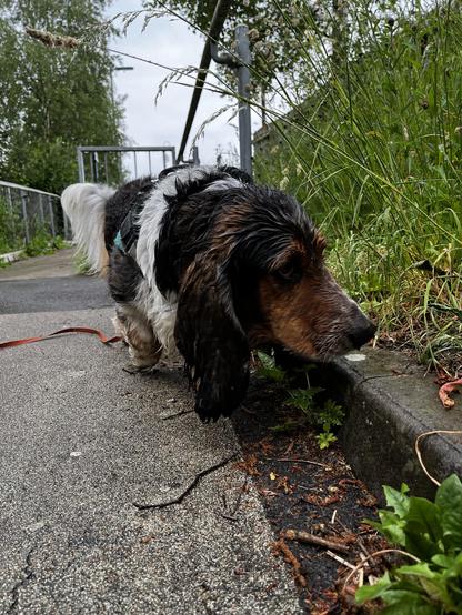 A soggy long-haired Basset Hound sniffing a curb in the rain