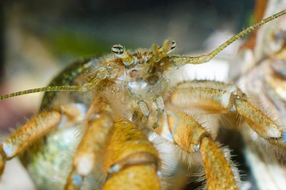 Close-up photo of a Hairy hermit's face, the eyes lifted on their stalks, the green antennae spread widely. In the centre are the varied mouthparts; going from bottom to top, the 3rd pair of maxillipeds, here curved downwards. Then two smaller pairs of maxillipeds, pale blue, sharply angled. And above that, the white mouth. The hermit's body is pale brown, the legs brown and yellow, and very hairy.