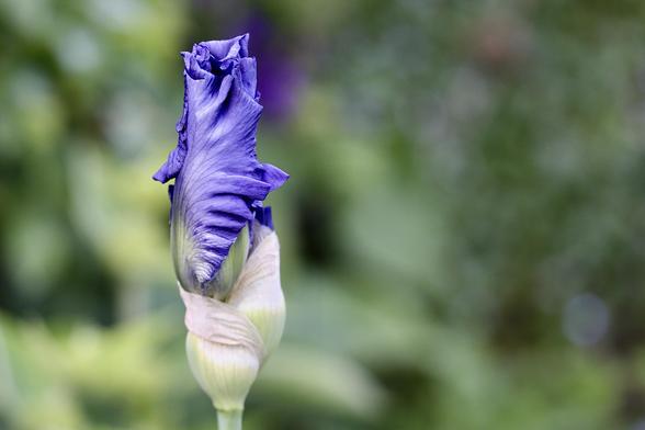 A dark blue Iris about to unfold