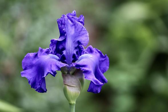 A dark blue Iris unfolded over night