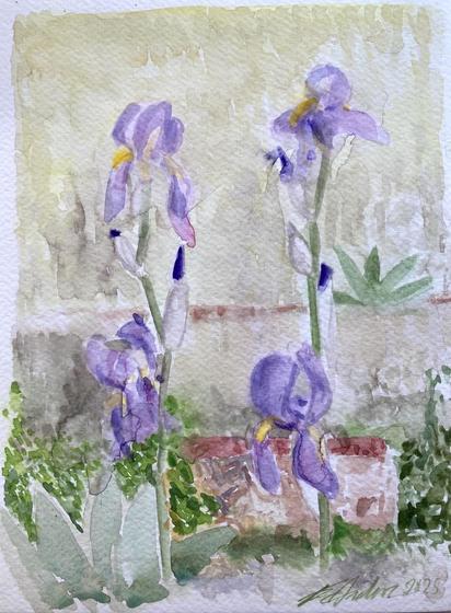 Aquarell von zwei Pflanzenstielen blühender Iris, vor einem Hintergrund aus anderen Pflanzen und Mauerwerk.