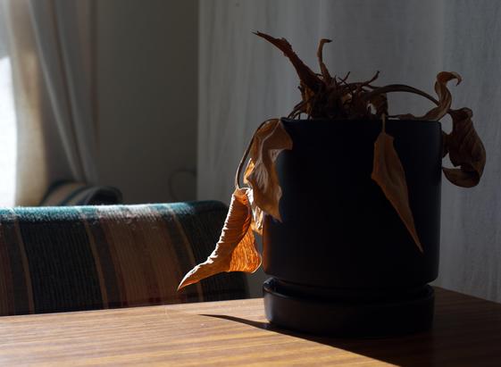 A dead philodendron in a pot on an old table backlit by afternoon sun from a window