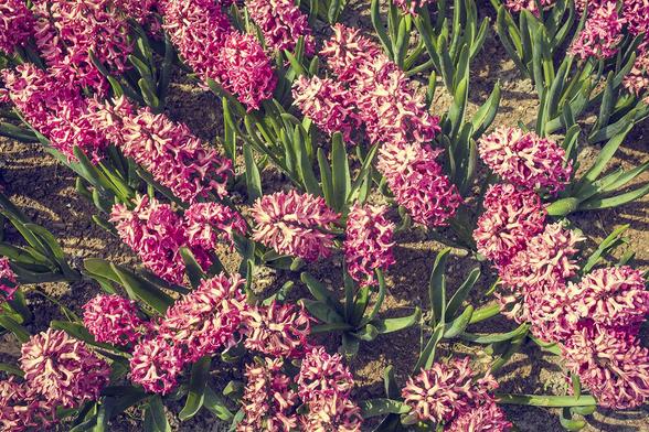 Background of pink hyacinths