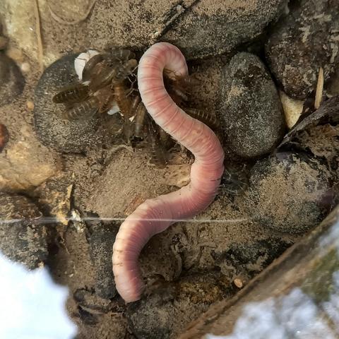 auf sandigen leicht schlammigen steinen am grund eines bachs liegt ein rosa wurm, der aussieht wie ein regenwurm