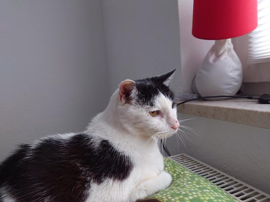 Schwarzweißer Kater liegt auf einem grünen Kopfkissen