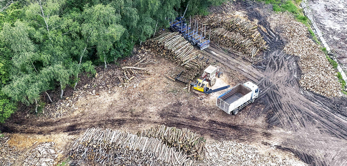 Extraction de bois de chauffage en forêt de Rambouillet (2024).