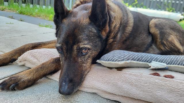 Auf Decke im Garten liegender Schäferhund-Mix