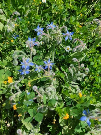 Fleurs de bourrache officinales