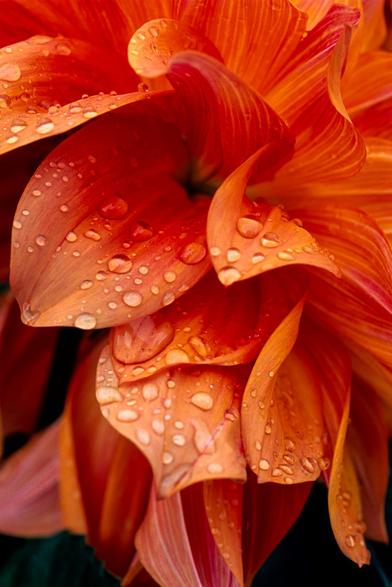 Close up of rain drops on the petals of an orange flower after a downpour at the Montreal botanical gardens.