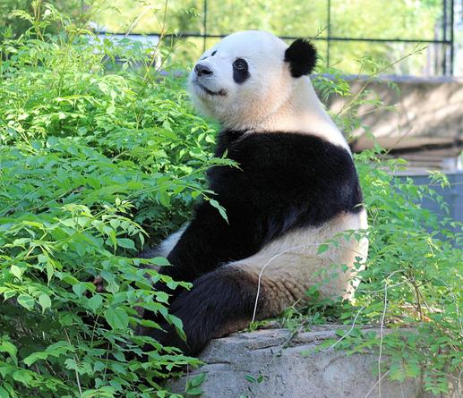 Left side view of giant panda Bao Li sitting on the rocks above his grotto surrounded by greenery. His face is looking up toward the sky and he has a dreamy look on his face.
