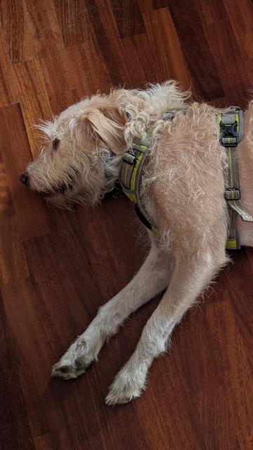 the dog Buba lies on a wooden floor