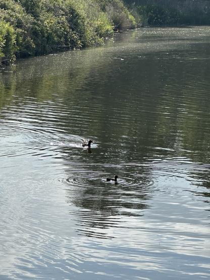 A moorhen with a chick swimming on an old mill lodge with a grassy steep bank