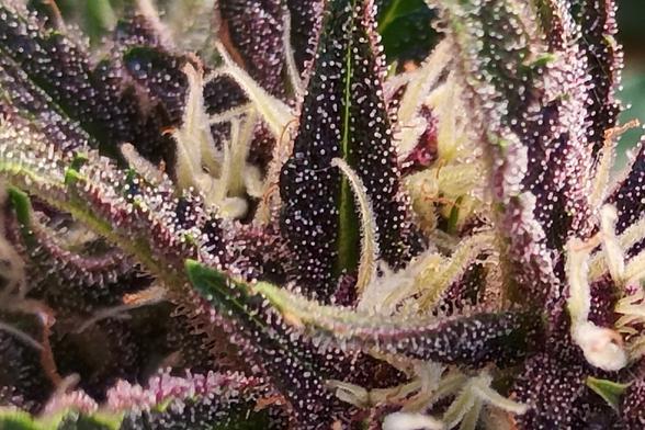 Foto macro de una flor con hojitas purpuras.