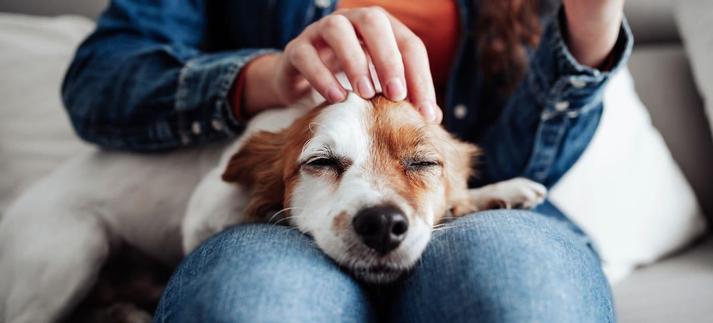 El curso para tener perro será pronto una realidad. / Westend61
