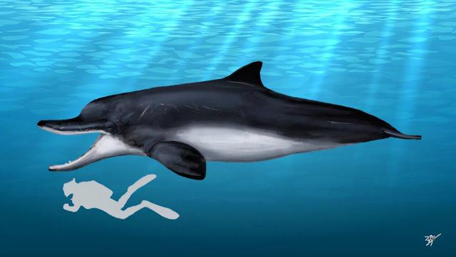 illustration of a prehistoric predatory whale showing it being about 3x longer than a human diver