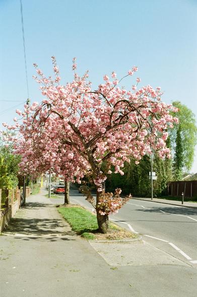 My local Cherry Blossom, stealing the show as usual