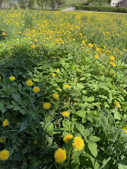 The image depicts a vibrant field filled with yellow dandelions in full bloom, creating a striking contrast against the lush green foliage. The foreground is dominated by the dandelions, with their bright yellow petals and green leaves, while the background shows a continuation of the field with more dandelions and some taller grasses. The scene is set in a sunny environment, with the sunlight casting shadows and highlighting the vivid colors. In the distance, a pathway can be seen, leading towards a building with a white facade, surrounded by trees and a hedge, suggesting a rural or park-like setting. The overall composition is rich in natural beauty, showcasing the dandelions' abundance and the serene atmosphere of the location.

Provided by @altbot@fuzzies.wtf, generated privately and locally using Ovis2-8B

🌱 Energy used: 0.205 Wh