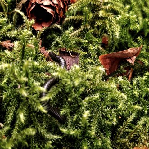 a millipod in moss