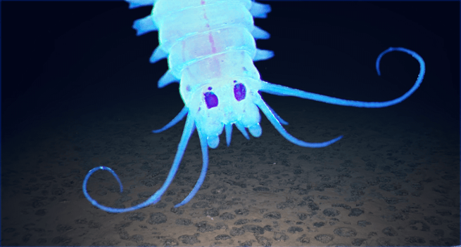 A translucent, segmented deep-sea creature with purple spots and curling blue appendages swimming above the dark ocean floor.