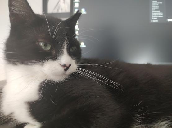 Portrait des Kater Phips. Er liegt gerade auf dem Schreibtisch vor einem Bildschirm