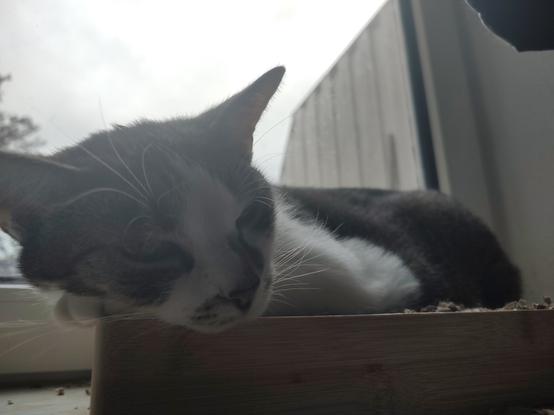 Portrait des Kater Sammy. Er liegt auf einem Kratzbrett vor einem Fenster