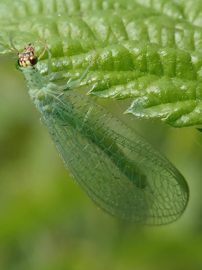A green insect is hanging from the serrated edge of a green leaf, in front of a blurry green background. In contrast to all this green is the insect's small yellow and brown head, like a mantis's head, with two huge shiny golden balls for eyes. The insect's large wings, transparent green and veined like lace, are folded at its sides. Through them, we can see its thin, green abdomen. The insect grasps the leaf with tiny pistachio-green legs. A long, green thorax lifts the insect's head high, like a tall, regal collar befitting this lace-clad faerie queen.