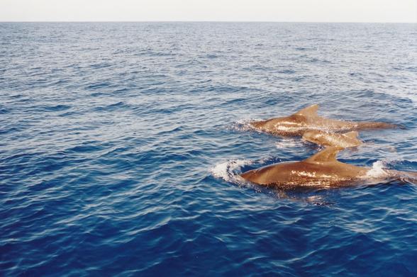 Trois dauphins nageant en surface dans la mer bleue à Hawaï.