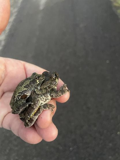 Mottled greenish-grey frogs, the smaller on top, being held in a hand so they can be moved off the morning traffic route. The bottom frog is curling its toes around a finger