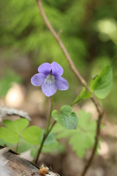 A photo of a common dog-violet flower in the undergrowth of a conifer forest.
