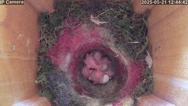 A group of tiny, pink hatchlings lies huddled together in a nest inside a wooden birdhouse. Most of the eggs have hatched, with only one speckled egg remaining visible among the newborn birds.