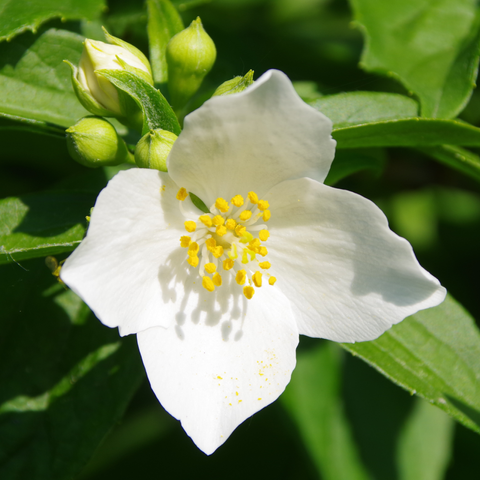 Weiße vierblättrige Blüte mit gelben Staubgefäßen.