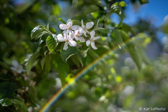 Some flowers, and a rainbow lensflare.