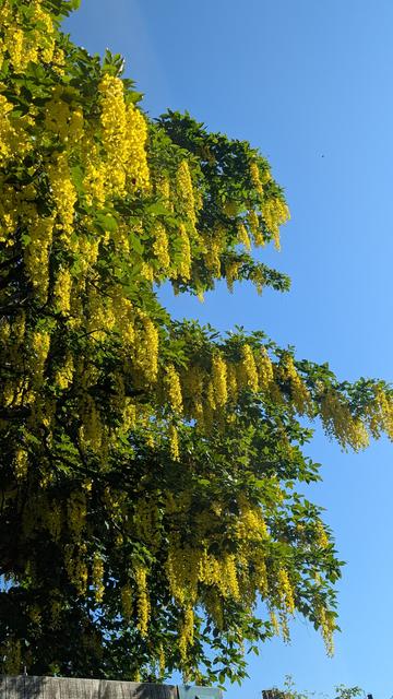 Part of a laburnum tree in flower. The green leaves and bright yellow flowers contrast with the deep blue sky behind. Nothing else is in view.