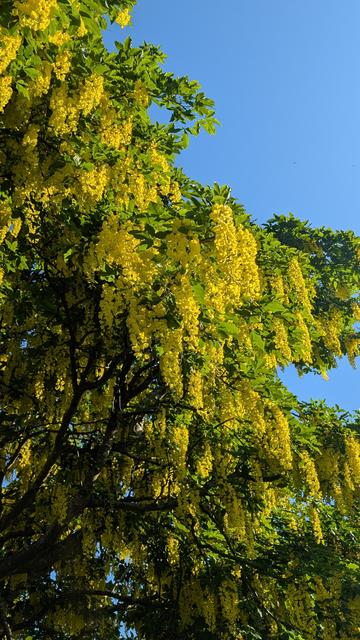 Similar photo - part of a laburnum tree in flower. The green leaves and bright yellow flowers contrast with the deep blue sky behind. Nothing else is in view.