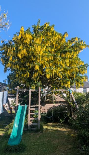 A laburnum tree in flower, in a garden. The green leaves and bright yellow flowers contrast with the deep blue sky behind. In front of the tree blocking the view of its trunk is a wooden climbing frame with a green slide extending forwards. Behind the tree you can see there is a white house.