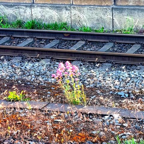 The red umbels of the centranthus ruber plant bloom between the railroad tracks, on a thin strip of earth delimited by coarse gravel on one side and a row of bricks on the other. Tufts of grass grow behind the tracks at the edge of the platform.