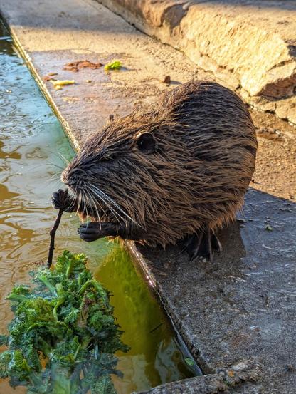 A close-up, full-body shot shows a wet, brown nutria perched on a concrete ledge at the water's edge. The nutria is holding a small stick in its paws and appears to be eating. Green leafy plants are visible in the water near the ledge. The background includes a concrete wall and water.