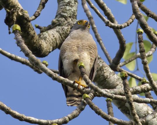 A relaxed, chubby hawk sits perched on a branch in a budding tree. The hawk is head on and looking down so that both of its bright yellow eyes seem to be regarding you. The head is grey, and the belly is barred in rust and white. This is a classic hawk of the neotropics photographed in Darien, Panama in April by Peachfront. I will reveal the species name in a different post in a few hours after anyone who wants to guess has had their chance. Unless, of course, someone else reveals it first, which is fine. I don't expect this one to take very long...
