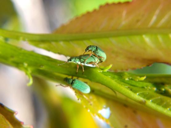 On tender newly sprouted willow leaves, two iridescent light green broad-nosed weevils are mating while another, out of focus, sits on a nearby stem.