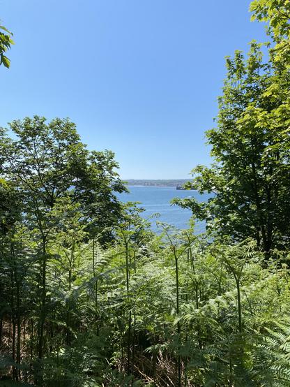A young wood in full early summer growth and through the trees the sea is sparkling. There’s not a cloud in the blue sky.
