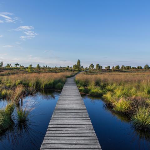 A wooden boardwalk winding through a lush green marsh, bordered by tall grasses and calm water reflecting the sky