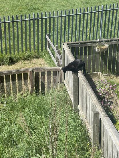 A black cat sitting on our adjoining fence looking down on an overgrown back garden of long grass, waiting for a mouse to go past.