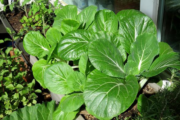 Mehrere Pak-Choi-Pflanzen wachsen dicht nebeneinander in einem Pflanzkasten auf einem sonnigen Balkon. Die Blätter sind groß, glänzend und kräftig grün mit auffälligen weißen Mittelrippen. Die Pflanzen wirken gesund und gut entwickelt. Um den Kasten herum stehen weitere Kräuter und Gemüsepflanzen wie Minze und Tomate.