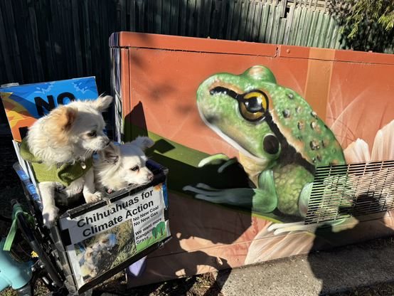 Growling Grass Frog mural with two chihuahuas
