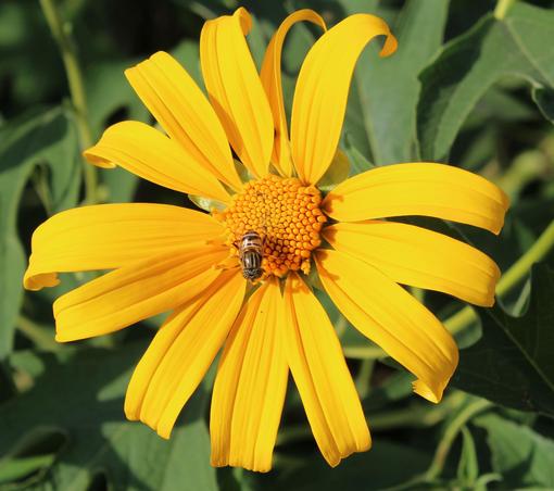 Yellow flower with Bee