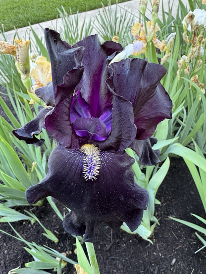 #7 a black Iris with a vivid violet center and pale yellow beard