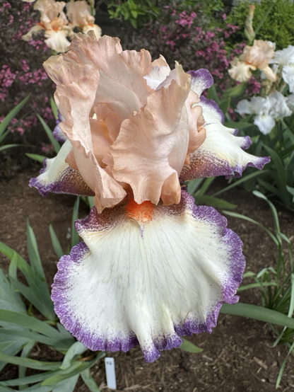 #12 a bearded Iris with white falls edged in bright violet and fluffy peach standards with a tangerine orange beard