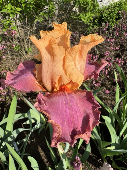 #15 a bold bearded iris with dusky magenta falls and tangerine standards with a bright orange beard.