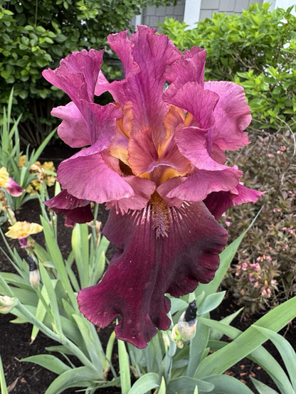 #16 a huge Iris blossom with deep wine falls and lighter magenta standards with glowing peach at the heart and dusky magenta beards.